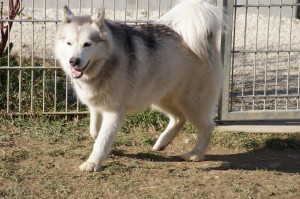 MAYA, HUSKY, gentille, pas de chats née le 29.05.2006 REFU Suisse ADOPTé Ii74-maya-1-300x199