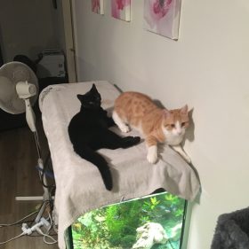 si tu rencontres un doux chat tu seras arrivée