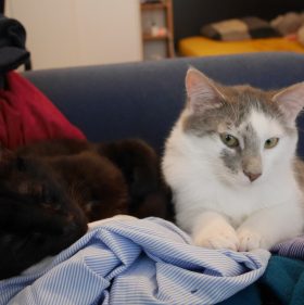 adopte moi site de rencontre