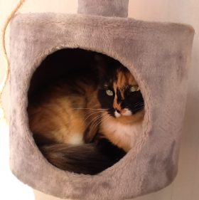 Deiana