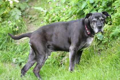TYSON - x labrador 10 ans - SGPA à Bernex (Suisse) IMG_7676-419x279