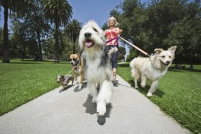 promenade-chiens-full-7722133