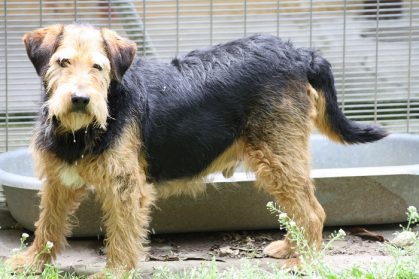 BENNY - x fox 14 ans ( 14 ans de refuge) de Gueugnon (71) au SGPA à Bernex (Suisse) Benny-419x279