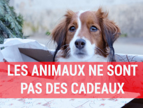 Tiere sind keine Geschenke_Web-FR