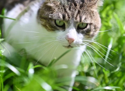 SPA genève image