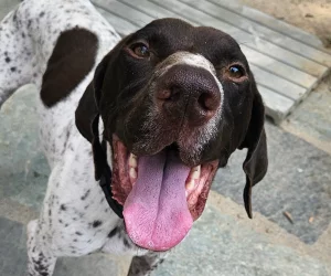 SPA genève image